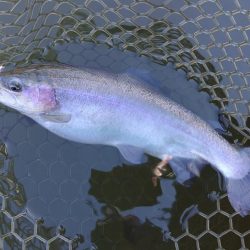 大安トラウトレイク釣果